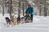 Dog sledge. Photo CH/Innovation Norway
