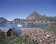 Lofoten Islands & Stockfish. Photo Frithjof Fure/Innovation Norway