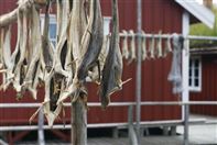 Dried cod at Lofoten islands. Photo by CH, Innovation Norway