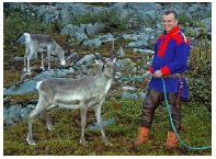 Reindeer. Photo Terje Rakke, Nordic Life/Innovation Norway
