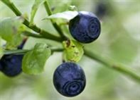 Blueberries. Photo Marte Kopperud/Innovation Norway