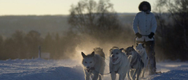 dog sledding terje rakke nordic life in