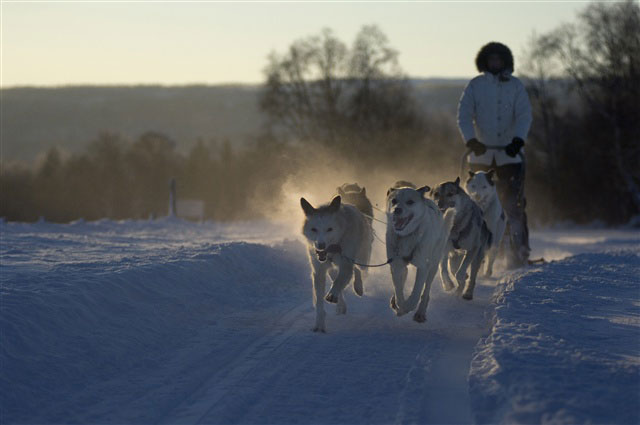 Dog sledding. Photo: Terje Rakke, Nordic Life/Innovation Norway