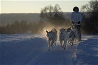 Dog sledding. Photo Terje Rakke, Nordic Life/
