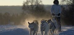 Dog sledding. Photo Terje Rakke, Nordic Life/Innovation Norway