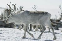 Reindeer. Photo CH/Innovation Norway