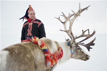 Saami with Reindeer. Photo Terje Rakke, ordic Life/Innovation Norway